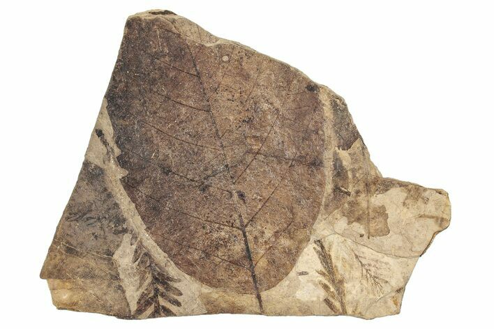 Fossil Leaf (Fagus) With Metasequoia - McAbee, BC #276330